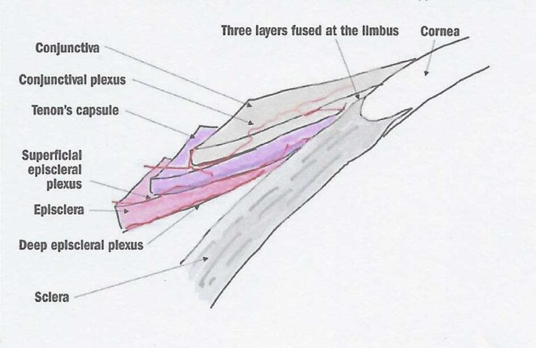 Conjunctiva
